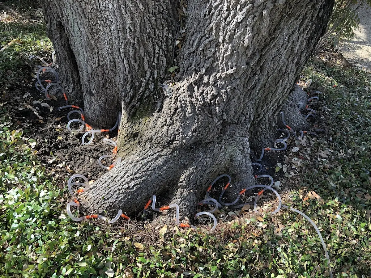 Detailed Tree Cabling and Bracing job site in Bell Buckle