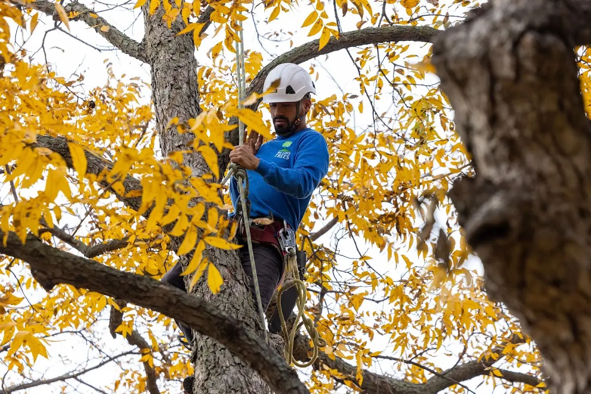 Skilled Tree Planing crew working in Bell Buckle