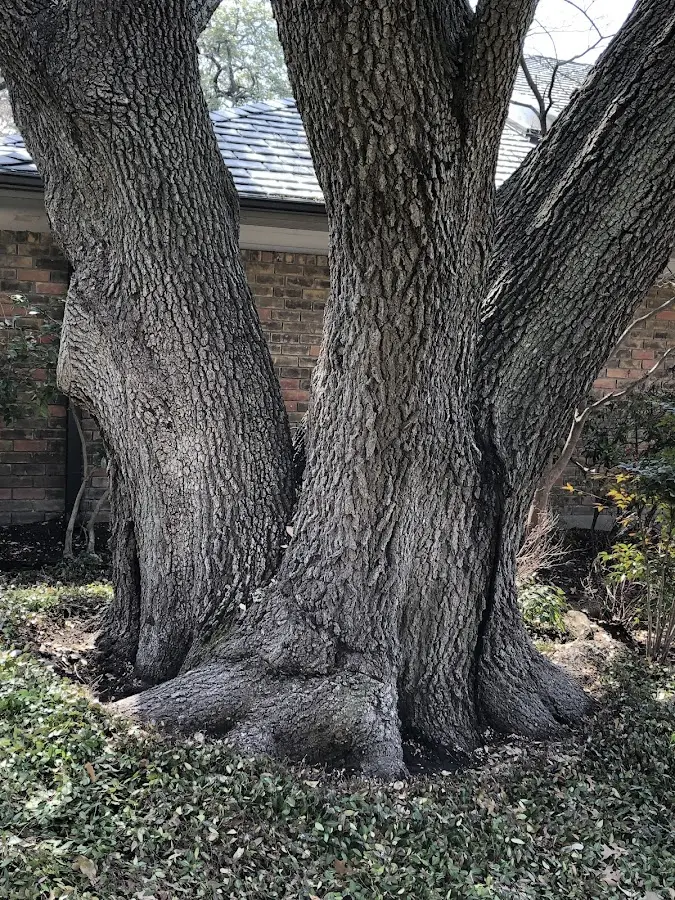 Mature heritage tree close to a Bell Buckle property cared for by certified arborists